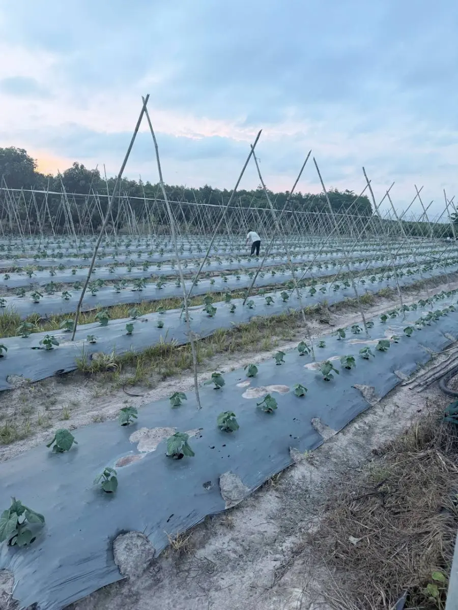 Bắt đầu vụ dưa leo Hunter 1.0 trên 3.000 m² — ảnh thực tế